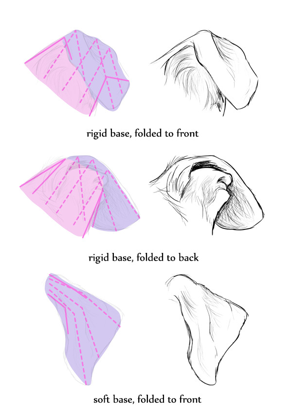 Drawing Of Dog Ears How to Draw Dog Ears How to Draw Animals Pinterest Drawings