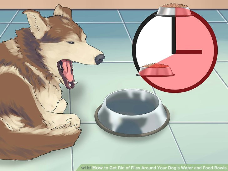 Drawing Of Dog Food Bowl 3 Ways to Get Rid Of Flies Around Your Dog S Water and Food Bowls