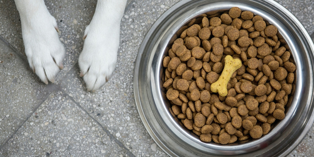 Drawing Of Dog Food Bowl Best Dog Bowls Choosing the Right Bowl for Your Lab the Labrador Site