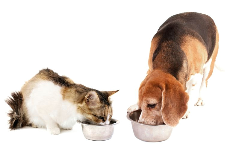 Drawing Of Dog Food Bowl How to Get Free Cat and Dog Food