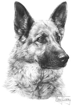 Drawing Of Dog German Shepherd Easy 484 Best Gsd Drawings Paint Images Pencil Drawings Animal