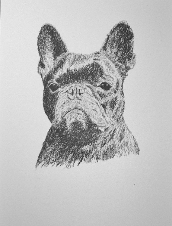 Drawing Of Dog Gift 1935 French Bulldog Vintage original C Francis by Hollysprints