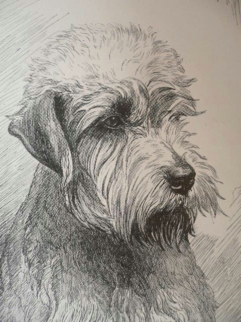 Drawing Of Dog Gift Dandie Dinmont Terrier Dog Print Vintage 1935 Dog Bookplate Unique