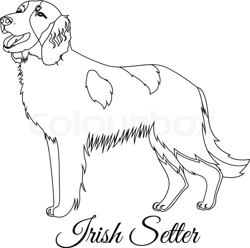Drawing Of Dog Outline Irish Red Setter Dog Outline Vector Stock Vector Colourbox