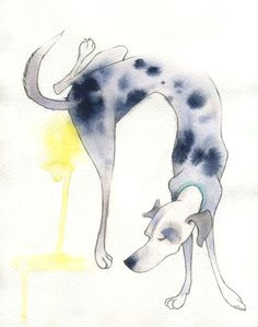 Drawing Of Dog Peeing 590 Best the Louisiana Catahoula Leopard Dog Images Doggies