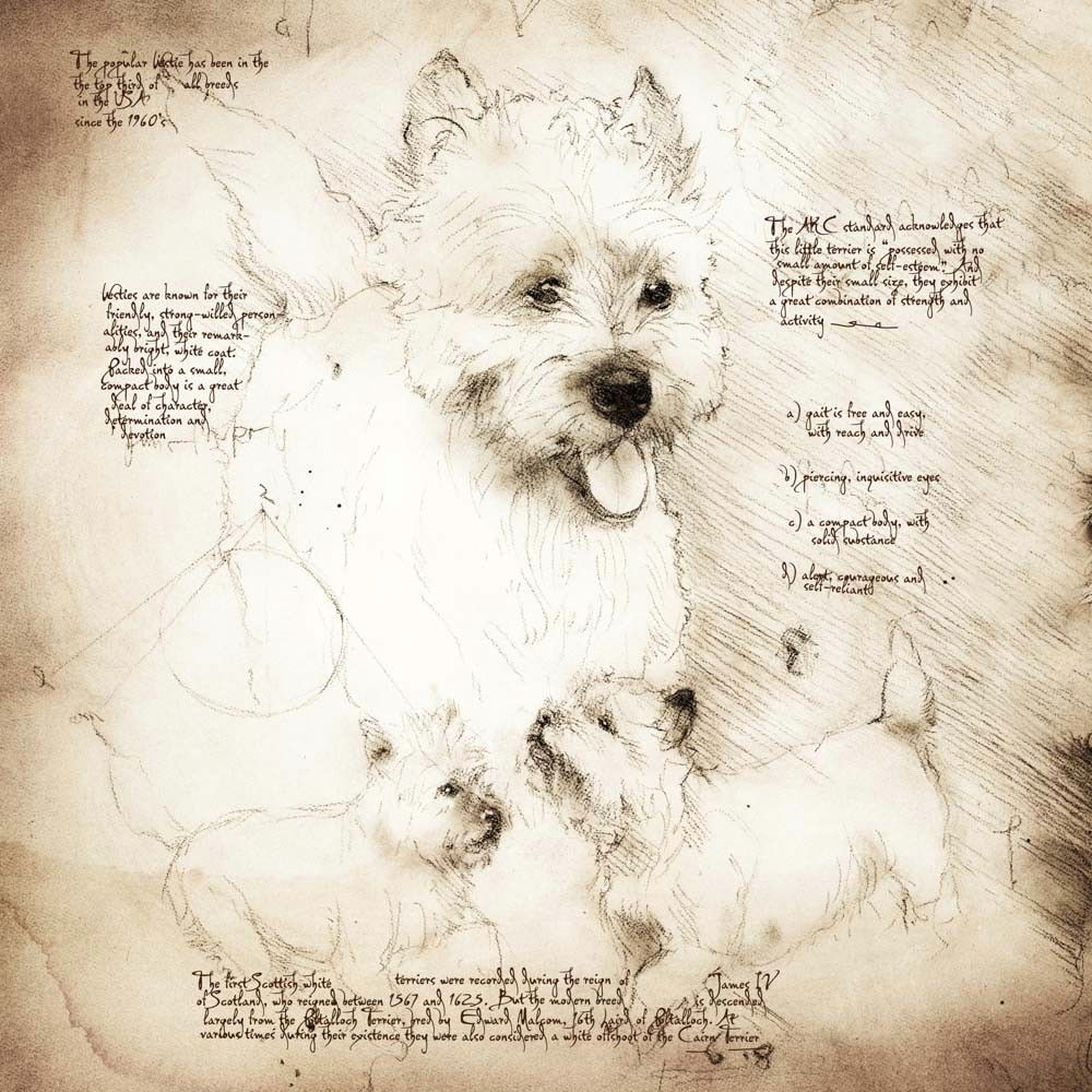 Drawing Of Dog Playing Westie S Playing Detail Of A Da Vinci Style Drawing Reference