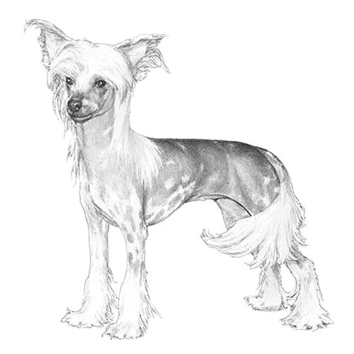 Drawing Of Dog Standing Up Chinese Crested Dog Breed Information