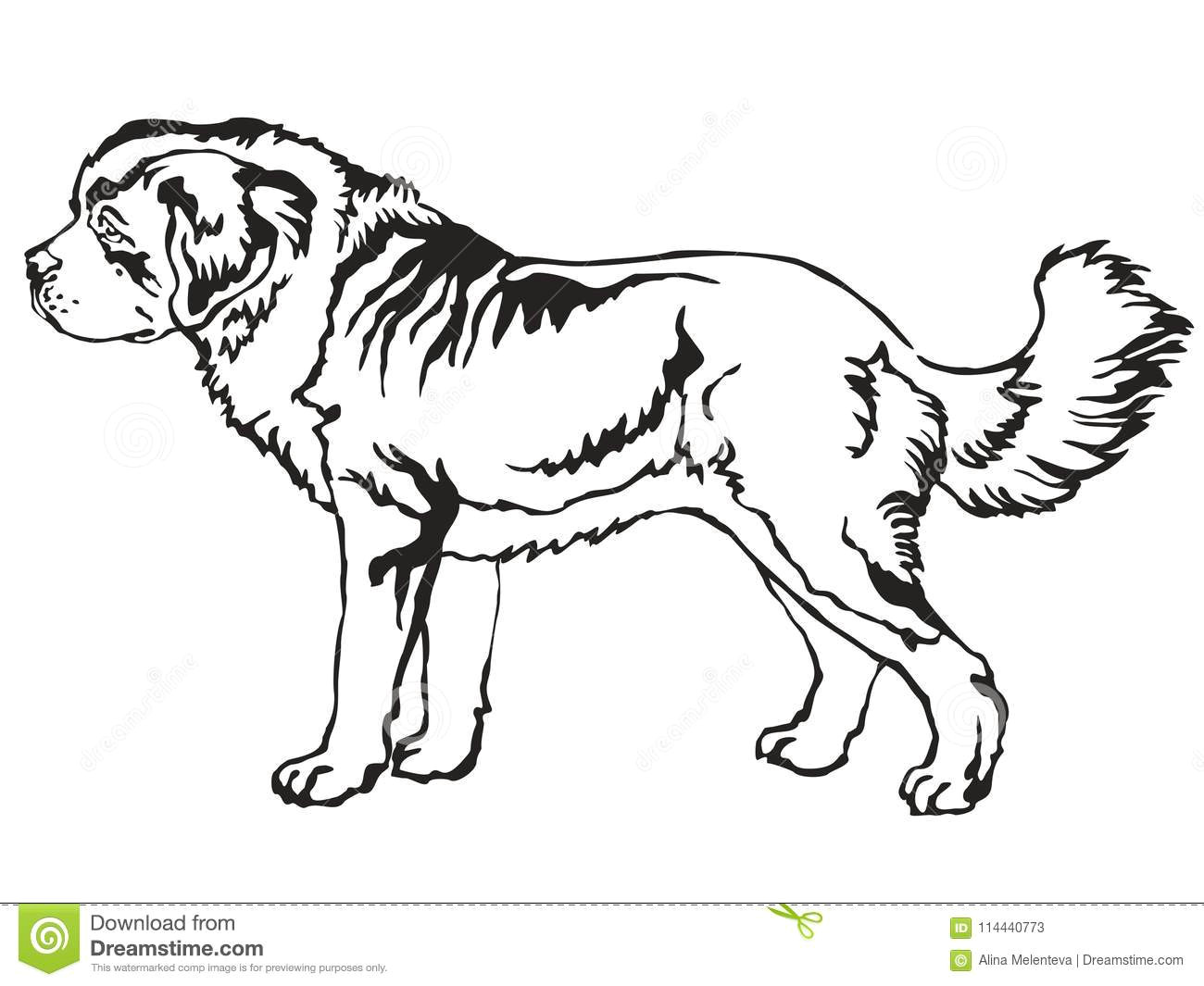 Drawing Of Dog Standing Up Decorative Standing Portrait Of St Bernard Dog Vector Illustra