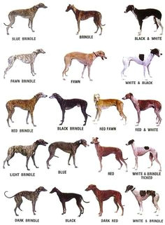 Drawing Of Dog Tracks 10 Best Racing Dogs Images Racing Dogs Dogs Dog Breeds