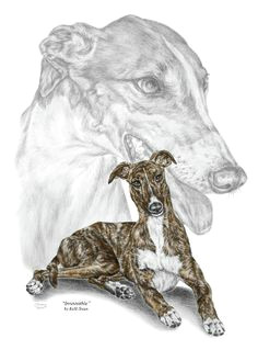 Drawing Of Dog Tracks 209 Best Greyhound Drawings Illust Images Greyhound Art