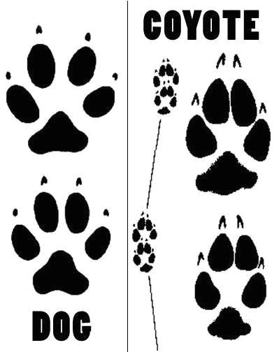 Drawing Of Dog Tracks How to Tell the Difference Between Coyote Dog Tracks Survival