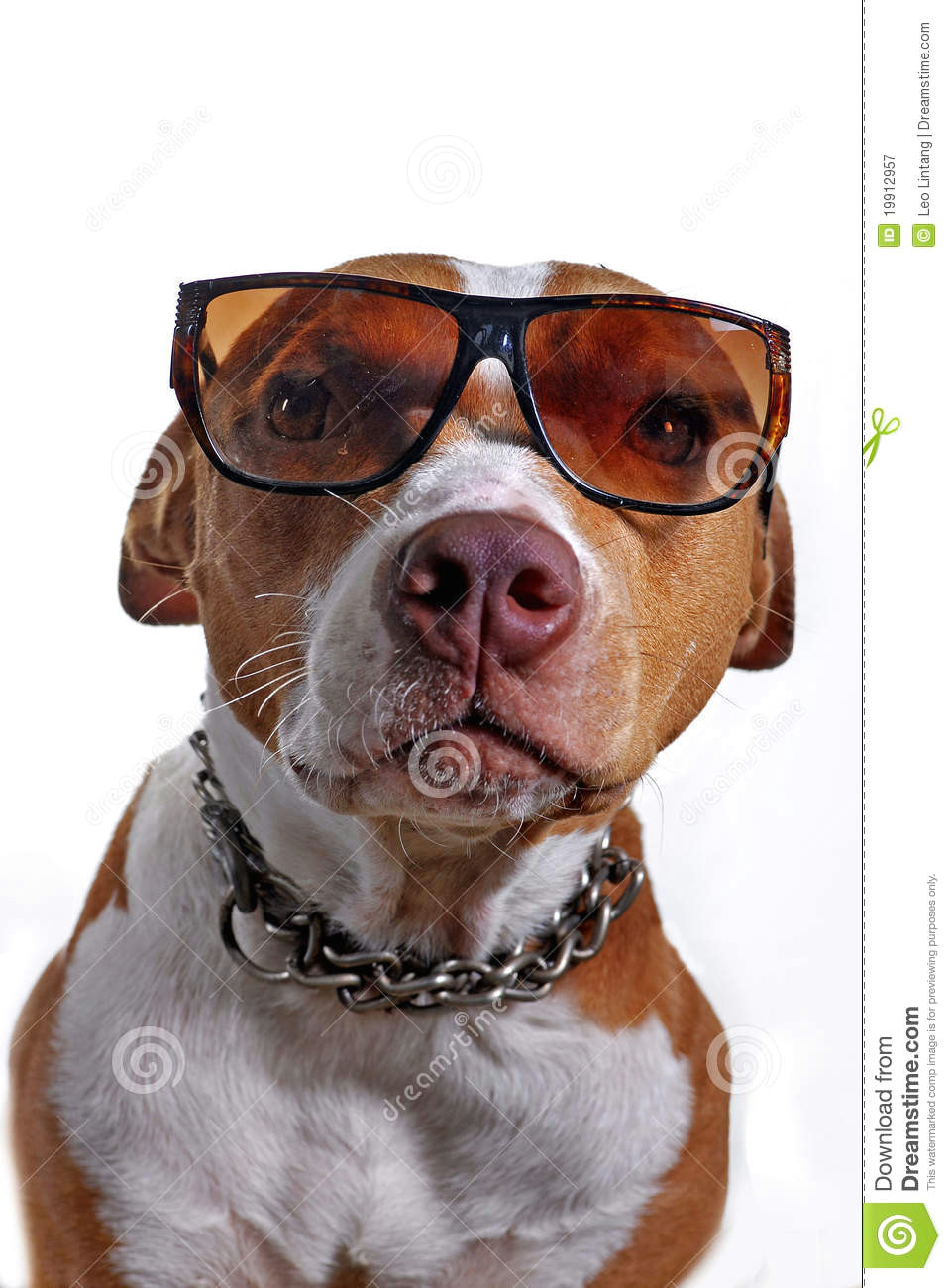 Drawing Of Dog Wearing Sunglasses Pitbull Dog Wearing Glasses Stock Image Image Of Portrait Head