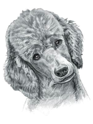 Drawing Of Dog with Name Poodle Dog Dog Drawings and Pictures Poodle Dogs Dog Names