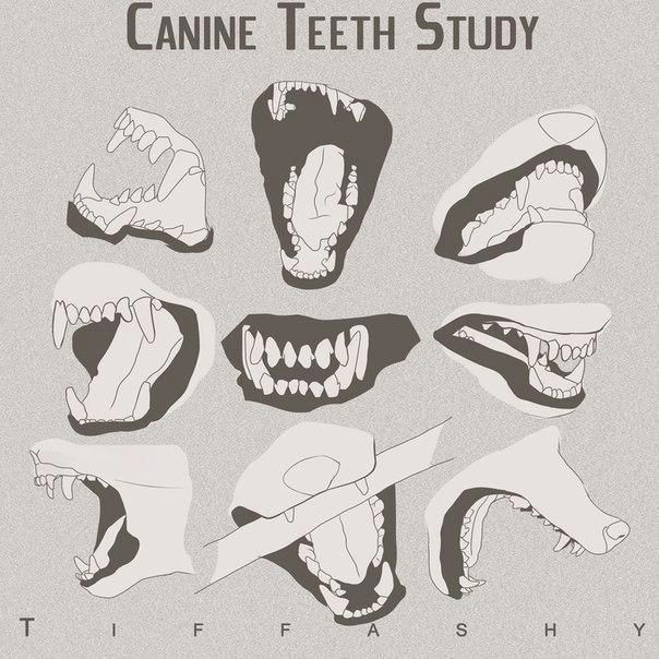 Drawing Of Dogs Teeth D D D D Dod D D D N N N D D D D N Character Design In 2018 Pinterest Drawings