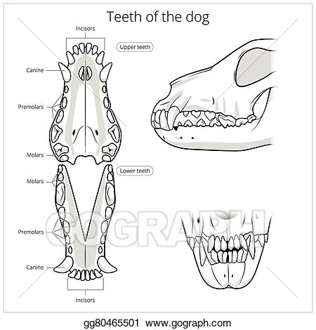Drawing Of Dogs Teeth Vector Art Veterinary Vector Illustration Teeth Of the Dog Eps