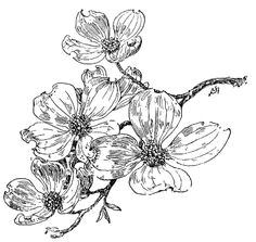 Drawing Of Dogwood Flower 18 Best Dogwood Images Dogwood Flowers Dogwood Flower Tattoos