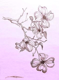 Drawing Of Dogwood Flower 18 Best Dogwood Images Dogwood Flowers Dogwood Flower Tattoos