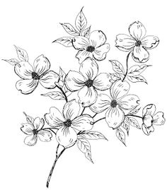 Drawing Of Dogwood Flower 18 Best Dogwood Images Dogwood Flowers Dogwood Flower Tattoos