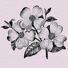 Drawing Of Dogwood Flower 46 Best Dogwood Flowers Images Dogwood Flowers Flowers Blanco Y