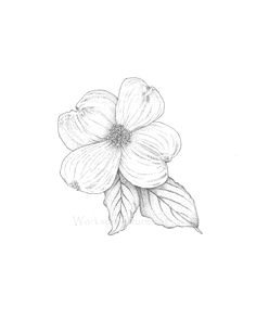 Drawing Of Dogwood Flower 46 Best Dogwood Flowers Images Dogwood Flowers Flowers Blanco Y