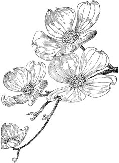 Drawing Of Dogwood Flower 46 Best Dogwood Flowers Images Dogwood Flowers Flowers Blanco Y