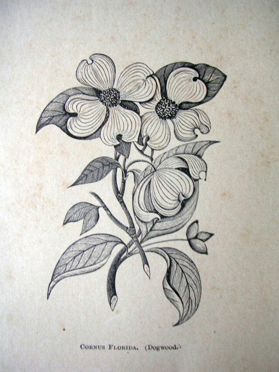 Drawing Of Dogwood Flower Paper Ephemera Drawing Of Dogwood Flower by Dustydrawers On Etsy