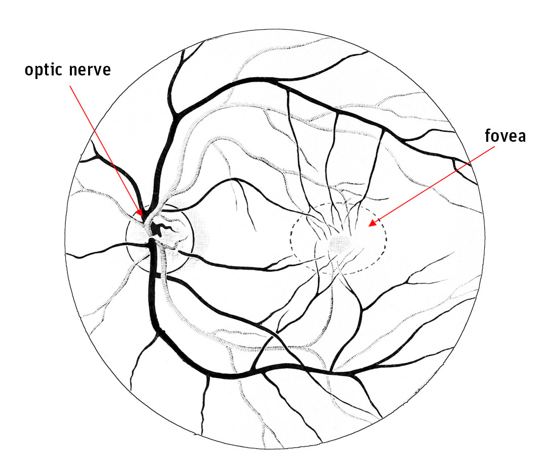 Drawing Of Donate Eyes Blind Spot Perception Life Science Activity Exploratorium