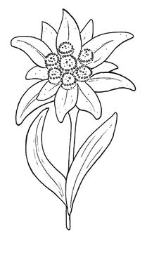 Drawing Of Edelweiss Flower 16 Best Menstyle Images Edelweiss Tattoo Pyrography Man Style