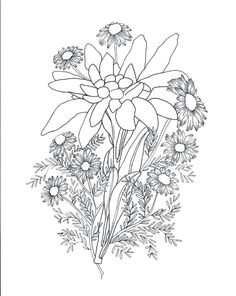 Drawing Of Edelweiss Flower 25 Best Flowers Images Botanical Illustration Botanical Prints