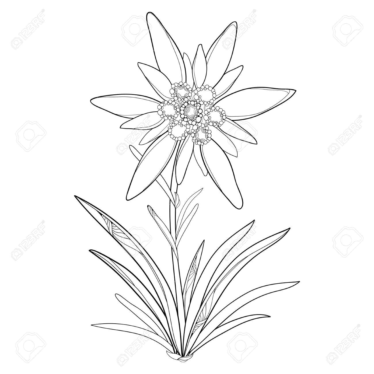 Drawing Of Edelweiss Flower Edelweiss Flower Drawing at Getdrawings Com Free for Personal Use
