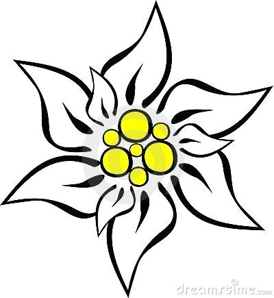 Drawing Of Edelweiss Flower Edelweiss Flower Drawing Google Search Flowers Edelweia Tattoo