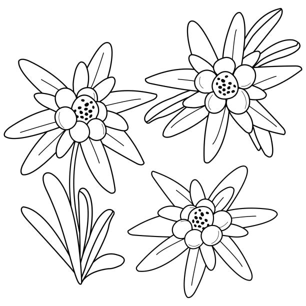 Drawing Of Edelweiss Flower Royalty Free Edelweiss Flower Drawing Clip Art Vector Images