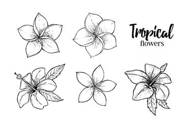 Drawing Of Exotic Flowers Image Result for Tropical Flowers Drawing Art Drawings Flower