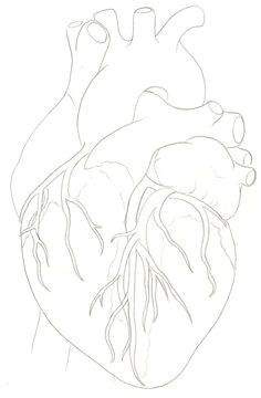 Drawing Of External Heart 1596 Best Anatomical Heart Images Anatomical Heart Human Heart