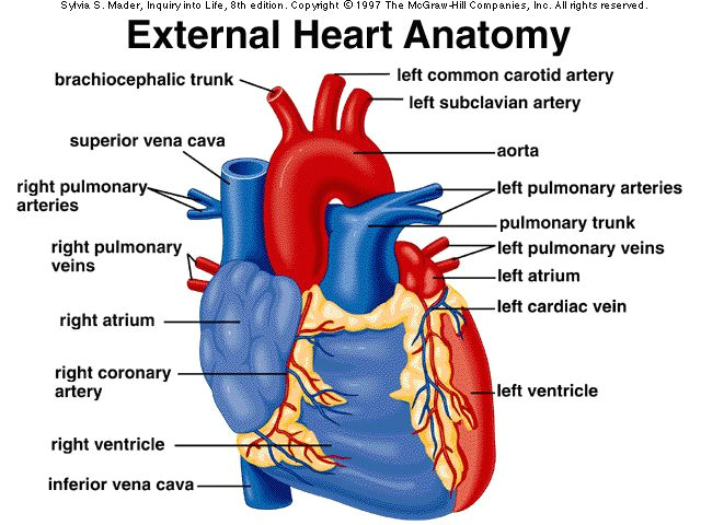 Drawing Of External Heart External Anatomy Of Heart A P 2 Pinterest Heart Anatomy