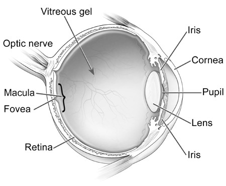 Drawing Of Eye Diagram Diagram Of the Eye National Eye Institute