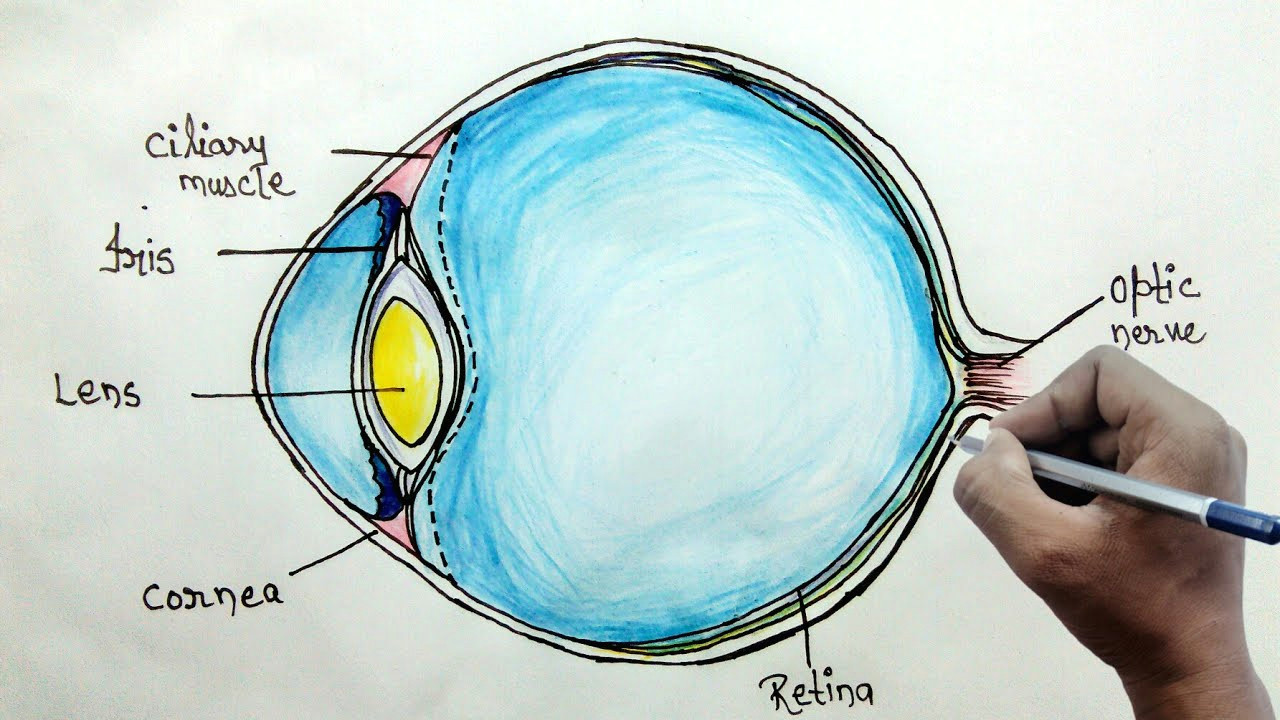 Drawing Of Eye Diagram Tutorial Eye Diagram Wiring Diagram Online