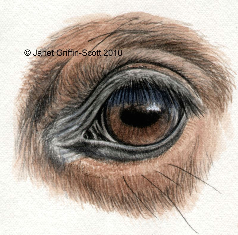 Drawing Of Eye socket Draw Horse Eyes Step by Step