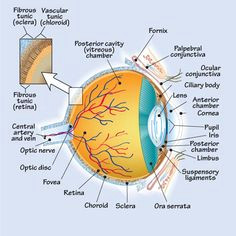 Drawing Of Eye Structure 39 Best Eye Images Eyes Eye Anatomy Eye Facts
