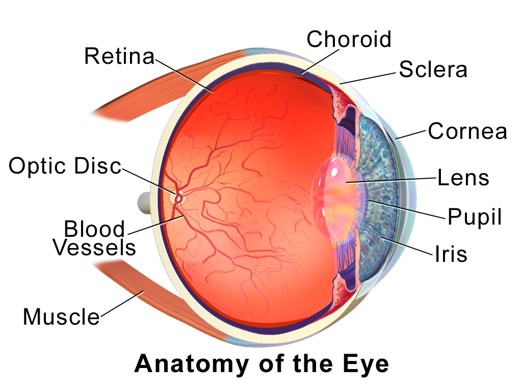 Drawing Of Eye Structure Choroid Wikipedia