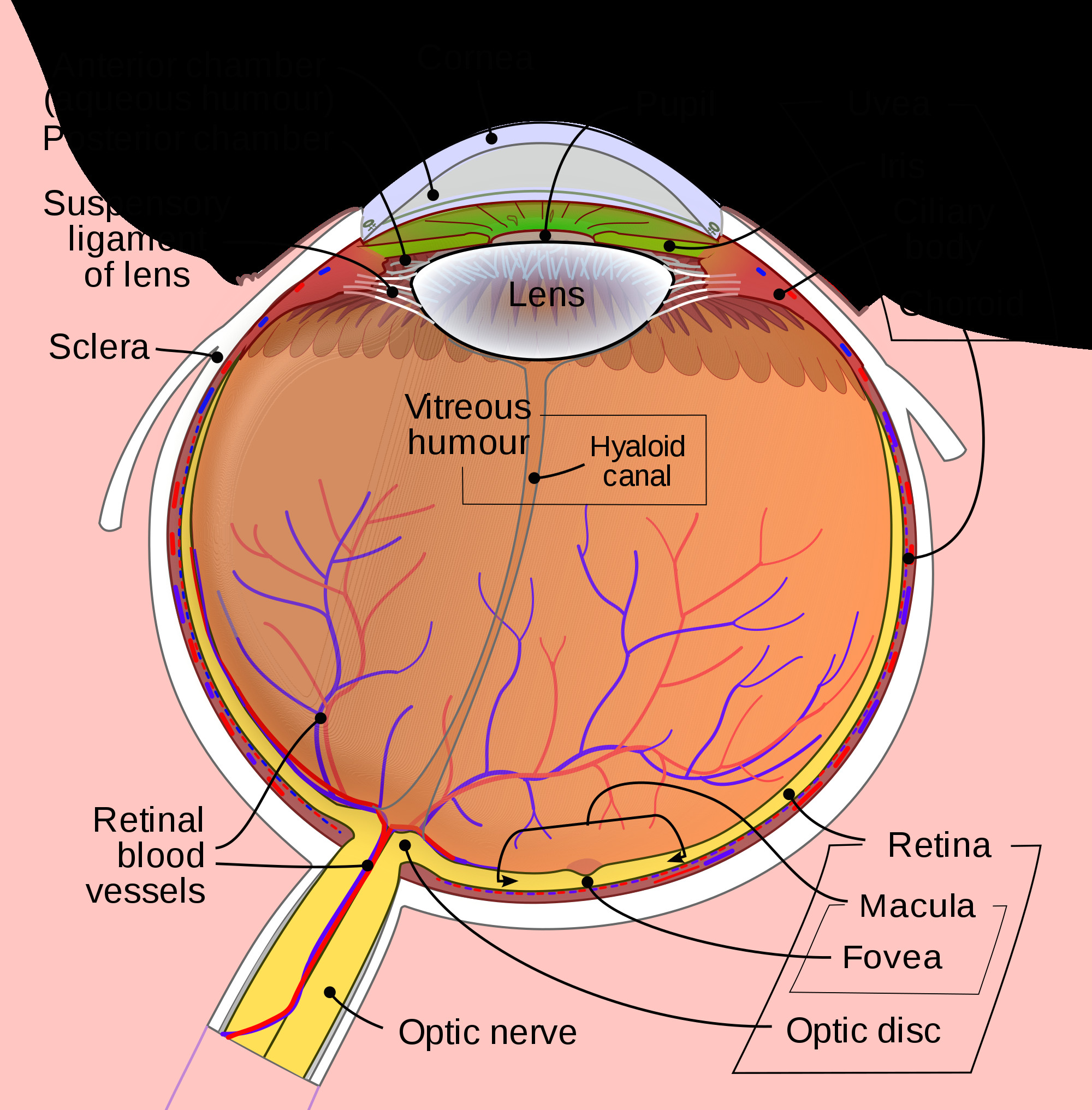 Drawing Of Eye Structure Iris Anatomy Wikipedia