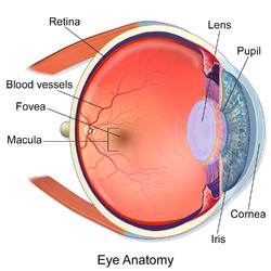 Drawing Of Eye Structure Macula Of Retina Wikipedia