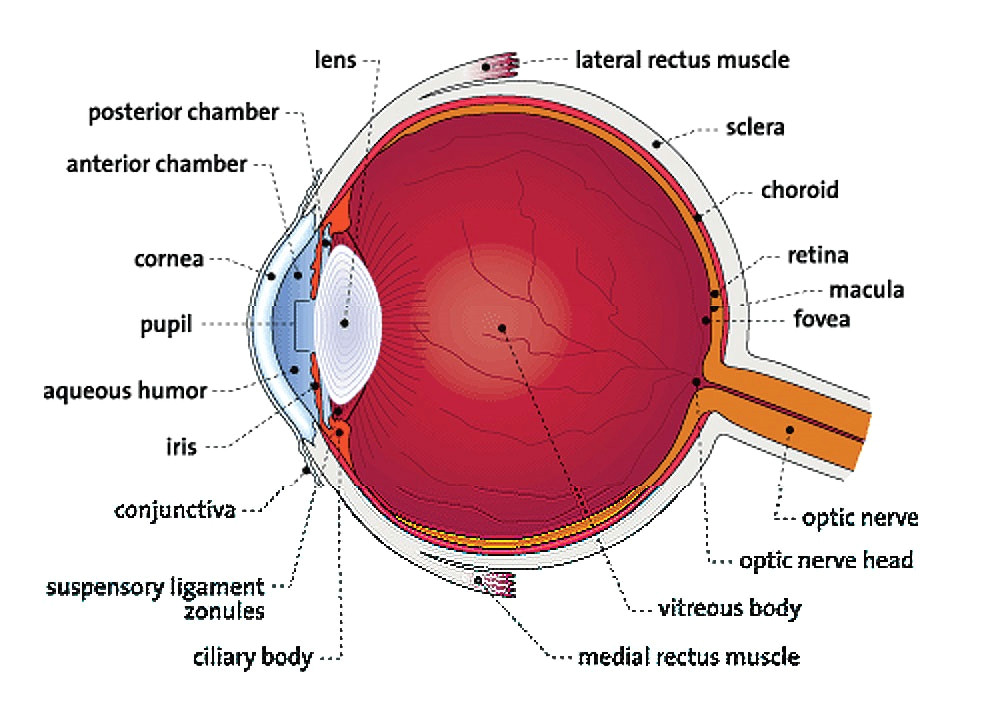 Drawing Of Eye Structure Medical Eye Center Diagram Of the Eye Medford