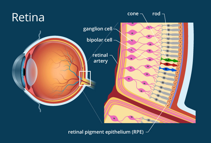 Drawing Of Eye Structure Retina Definition and Detailed Illustration