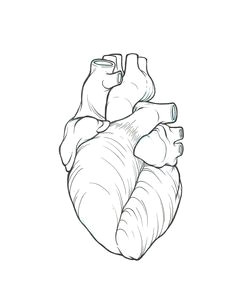 Drawing Of Finger Heart How to Draw A Heart Science Drawing Lesson Drawing Ideas 3 In