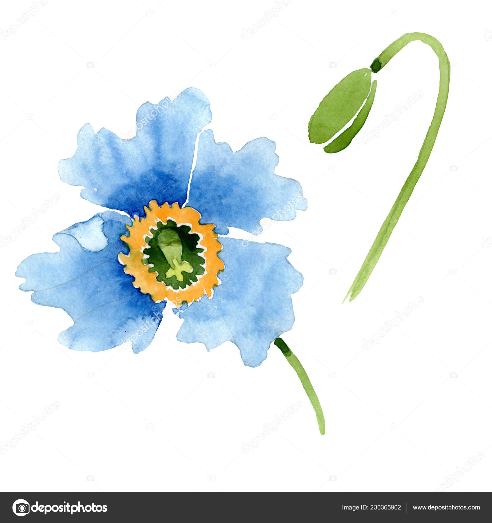 Drawing Of Flower Bud Beautiful Blue Poppy Flower Bud isolated White Watercolor Background