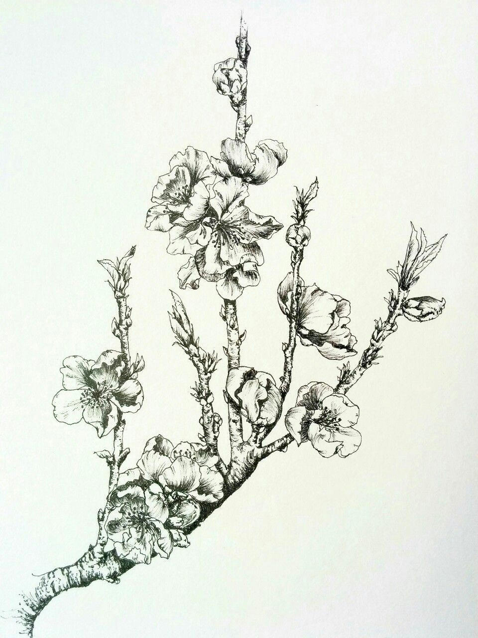 Drawing Of Flower Bud Nectarine Blossoms Lots Of Flower Buds at the Moment Hoping for A