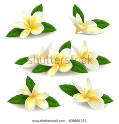 Drawing Of Flower Champa 28 Best Frangipani Images Drawings Draw Fabrics