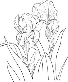 Drawing Of Flower Composition 28 Best Line Drawings Of Flowers Images Flower Designs Drawing