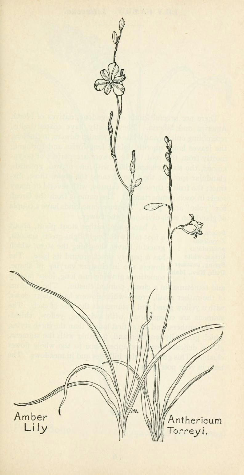 Drawing Of Flower Field Field Book Of Western Wild Flowers Botanical Illustration Wild